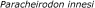 Paracheirodoninnesi